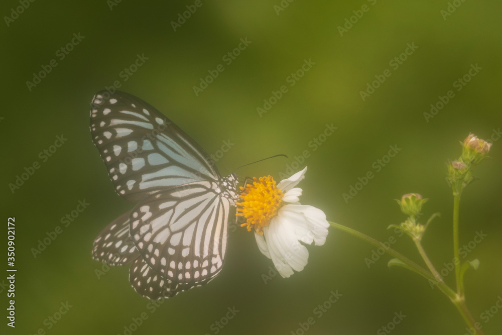 Butterfly on flower with green background Butterfly on flower with green background