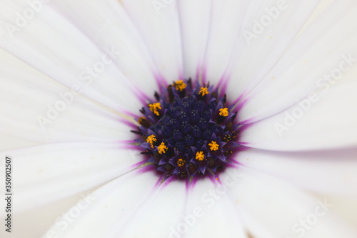 close up white daisy macro of pistils
