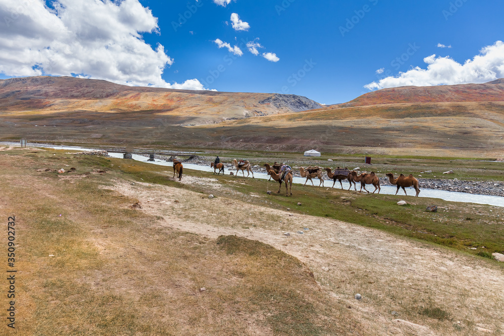 The nature of Mongolia. Camel caravan near the mountain region of the Mongolian Altai