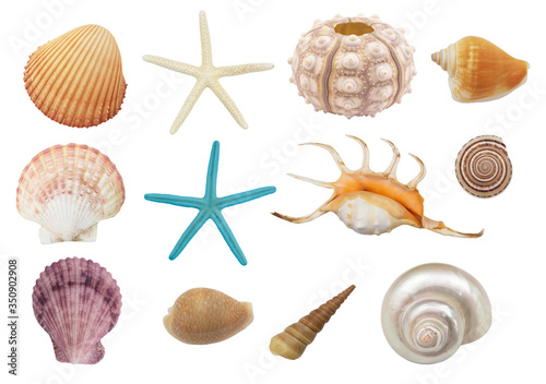 Seashells, starfishes and sea urchin isolated. Sea animals collection.