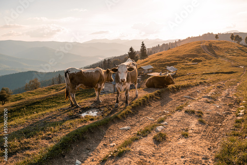Mountain pasture with the cows grazing. Cows eating grass on the farmland near shepherd's home. Carpathian mountains