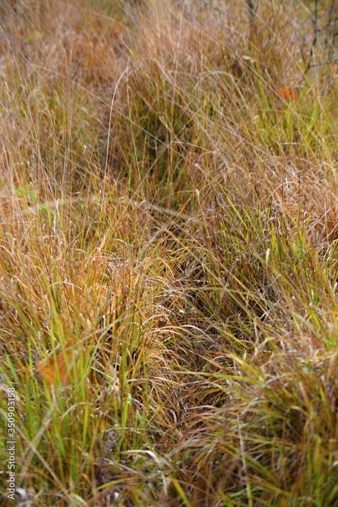 Fototapeta premium Hechtmoor im Herbst 2019