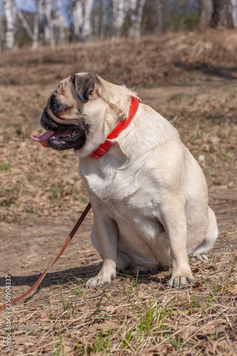 A funny fat pug is sitting in the forest with an open mouth and his tongue sticking out. Looks to the side. Red leather collar and brown leash. Vertical.