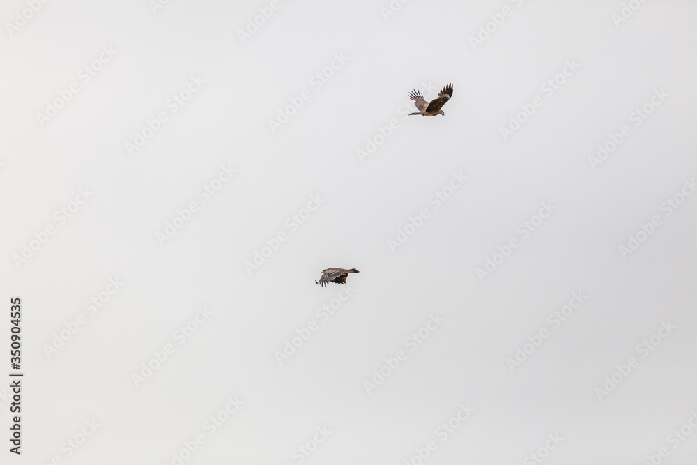 Two Falcons fly in the sky over the steppes of the Mongolian Altai