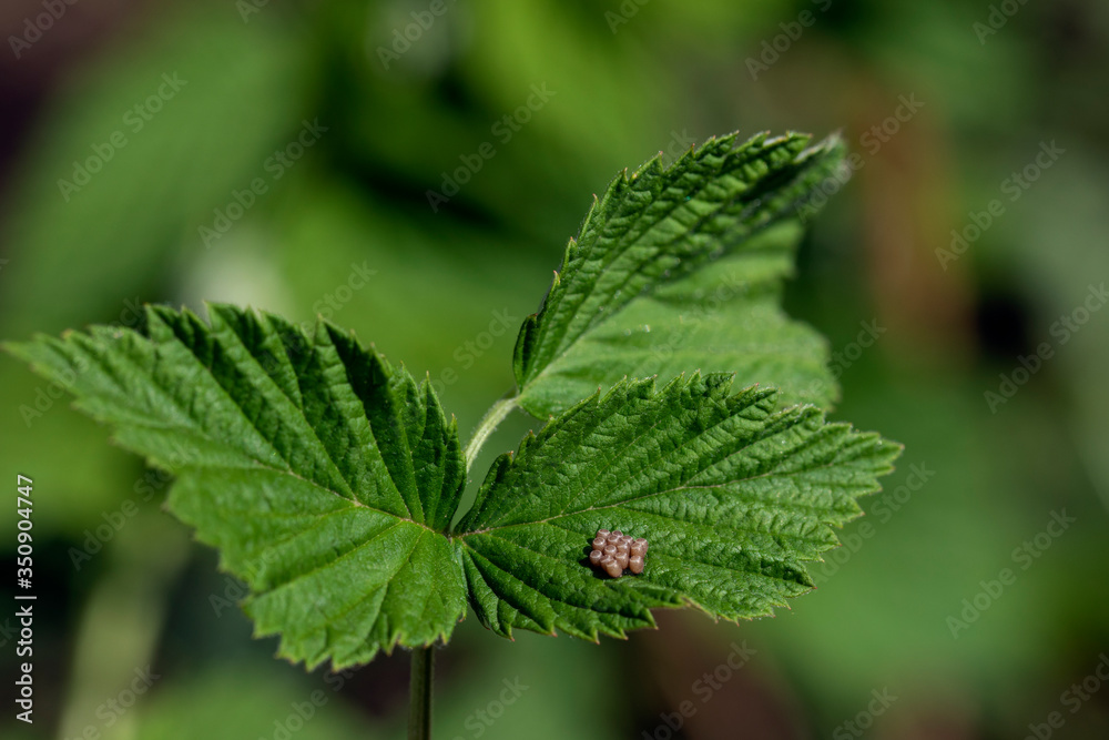 butterfly insect eggs on green leaf close-up on nature blur background butterfly insect eggs on green leaf close-up on nature blur background