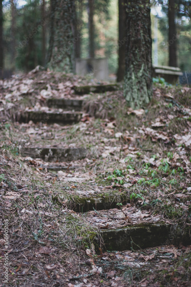 Fototapeta premium Old abandoned staircase in the forest. The staircase is strewn with leaves. Around the trees. Shallow focus on the first step. Vertical.