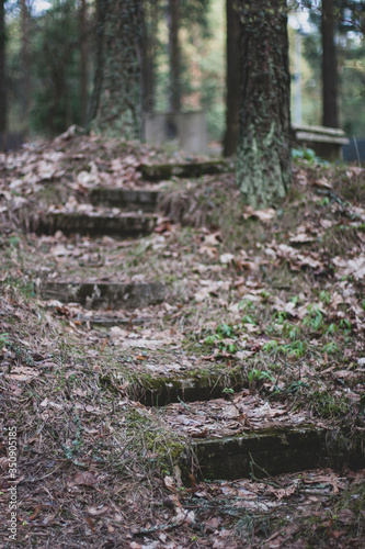 Old abandoned staircase in the forest. The staircase is strewn with leaves. Around the trees. Shallow focus on the first step. Vertical.