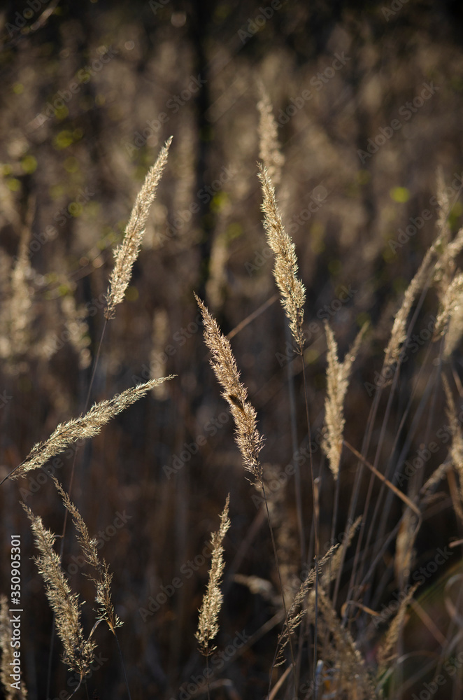 Fototapeta premium Golden Hour Plants Vertical Size