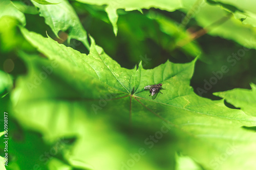 Fly on a leaf  © Alicja Wójcik