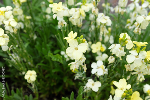 Cheiranthus cheiri (Ivory White) English Wallflower, outdoor plants 2020 photo