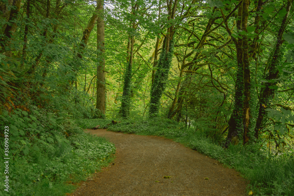 Winding path through lush green forest in the Pacific Northwest United States Winding path through lush green forest in the Pacific Northwest United States