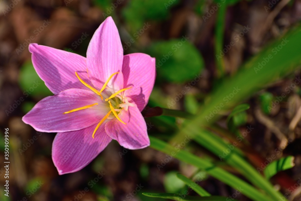 サフランモドキ ピンクの花 サフランモドキ ピンクの花
