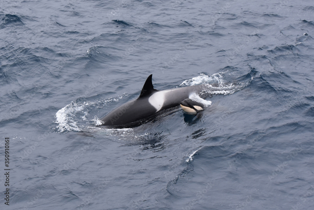 Obraz premium Baby killer whale spotted in Antarctic region