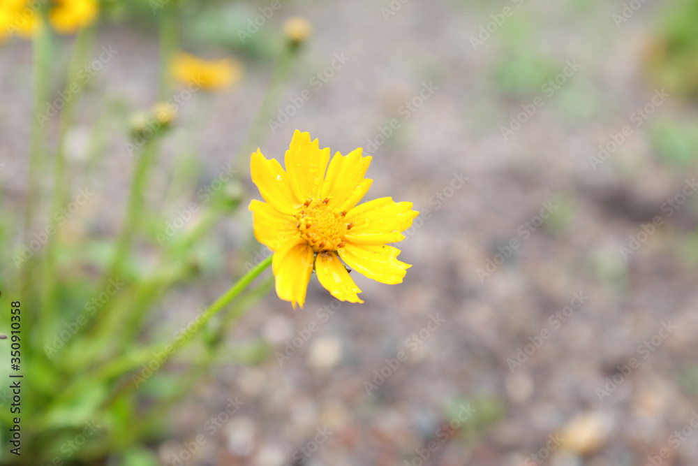Coreopsis auriculata (Nana), outdoor plants 2020 Coreopsis auriculata (Nana), outdoor plants 2020
