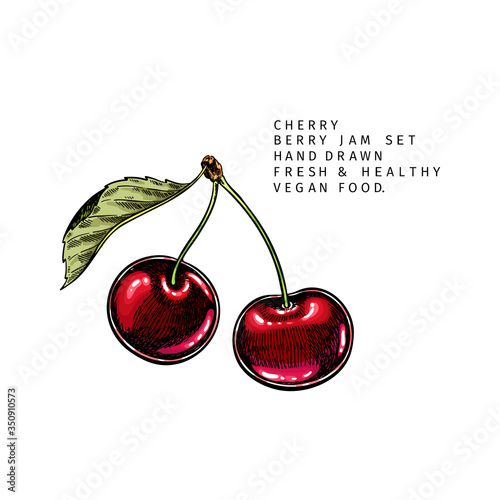 Hand drawn cherry branch, leaf and berry. Engraved colored vector illustration. Bird berry agriculture plant. Summer harvest, jam or marmalade vegan ingredient. Menu, package, cosmetic, food design.