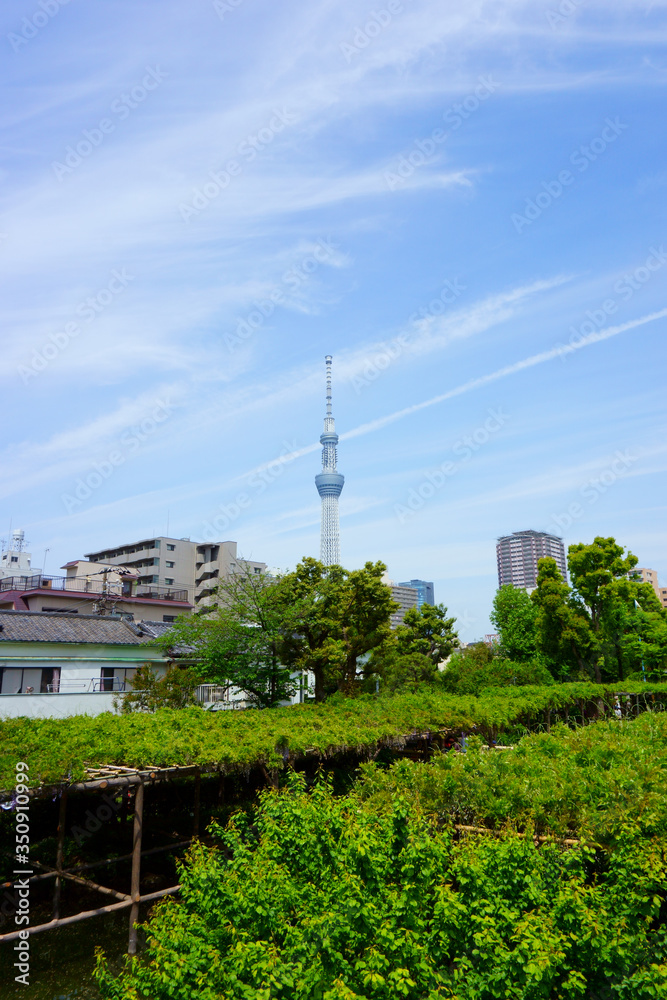 Relaxing gardens in Kameido Tenjin Shrine. Tokyo Skytree towers behind the shrine, adding a sleek modern element to the scene