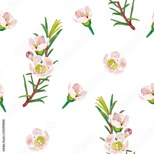 Сhamelaucium (Waxflower, Geraldton Wax-flower). A seamless pattern with delicate pink flowers of a chamelaucium. Botanical pattern. Vector stock illustration on a white background.