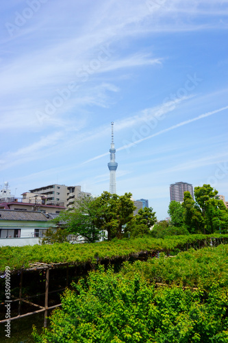 Relaxing gardens in Kameido Tenjin Shrine. Tokyo Skytree towers behind the shrine, adding a sleek modern element to the scene