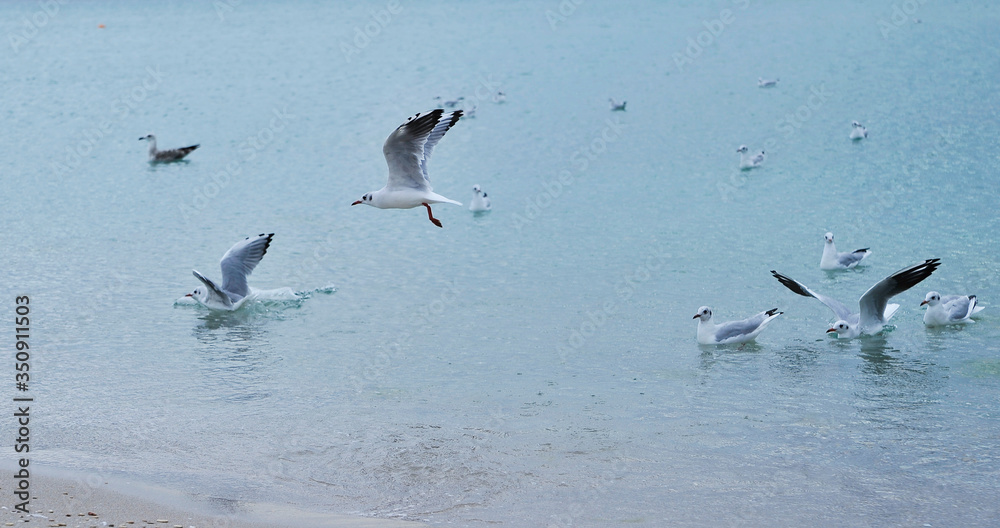 Seagulls on the beach.