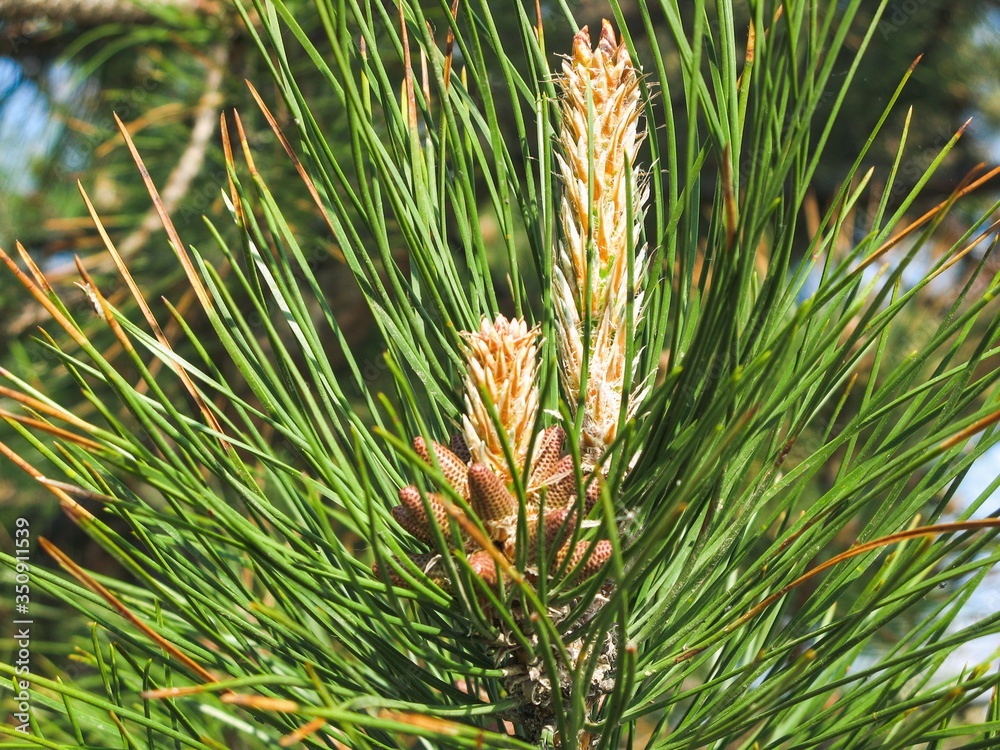 The new spring shoots of evergreen tree Pine (Pinus Sylvestris) with young yellow conifer cones candles and pollen flowers growing in evergreen coniferous forest. Blooming Pine branch closeup. The new spring shoots of evergreen tree Pine (Pinus Sylvestris) with young yellow conifer cones candles and pollen flowers growing in evergreen coniferous forest. Blooming Pine branch closeup.