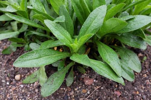 Wallpaper Mural Leucanthemum superbum (Juno), outdoor plants 2020 Torontodigital.ca