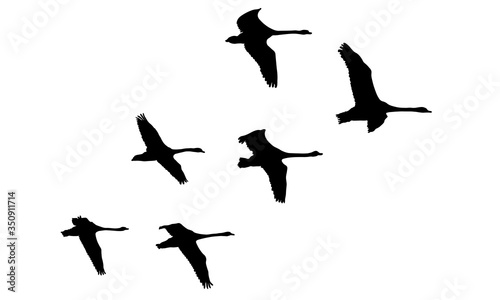 Flying flock of swans birds, silhouettes. Vector illustration