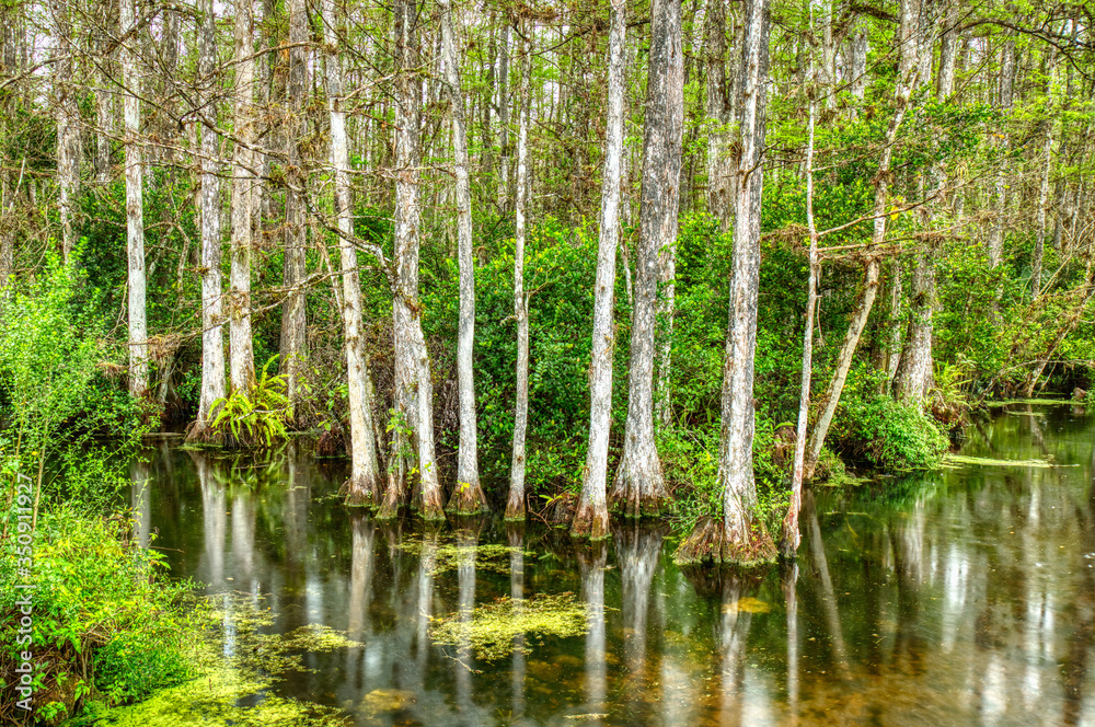 Cypress trees in swamp in Sweetwater Slough on Loop Road in Big Cypress National Preserve in Florida Cypress trees in swamp in Sweetwater Slough on Loop Road in Big Cypress National Preserve in Florida