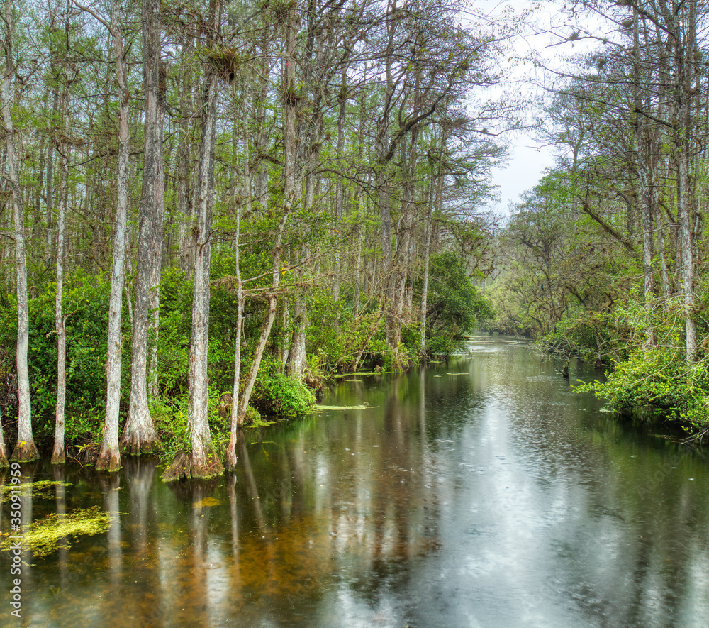 Cypress trees in swamp in Sweetwater Slough on Loop Road in Big Cypress National Preserve in Florida