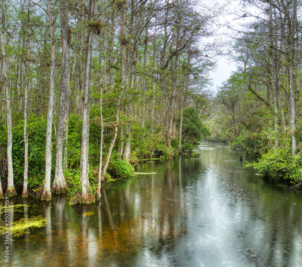 Obraz premium Cypress trees in swamp in Sweetwater Slough on Loop Road in Big Cypress National Preserve in Florida