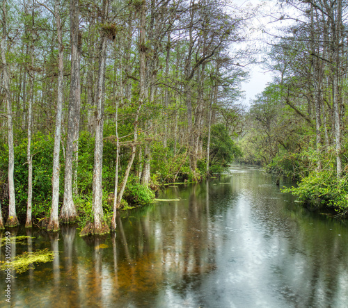 Cypress trees in swamp in Sweetwater Slough on Loop Road in Big Cypress National Preserve in Florida