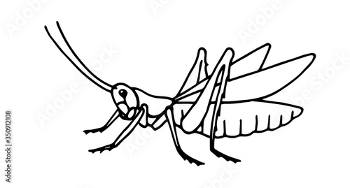 decorative grasshopper, invertebrate insect, voracious locust, vector illustration with black ink contour lines isolated on a white background in hand drawn style