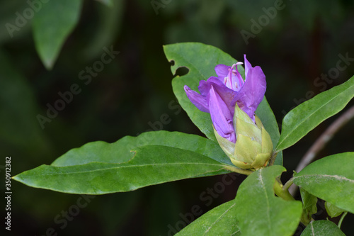 Purple Rhododendron Bud 01
