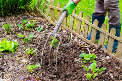 Quadro em tela Mature woman hand taking out weeds plants from earth in garden