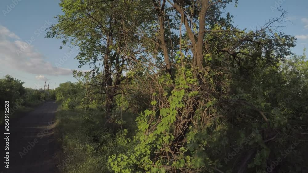 thickets of wild grapes and trees in warm soft rays of eternal light, smooth movement of the video camera forward thickets of wild grapes and trees in warm soft rays of eternal light, smooth movement of the video camera forward