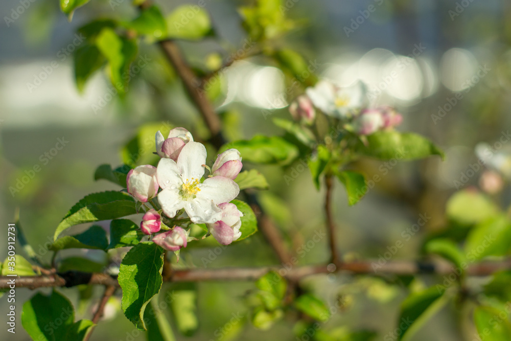 Apple tree branch in bloom. Beautiful nature scene with blooming trees and sun flare. Beautiful orchard. Springtime Apple tree branch in bloom. Beautiful nature scene with blooming trees and sun flare. Beautiful orchard. Springtime