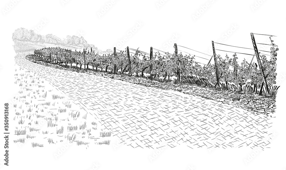 Landscape of vineyard beside of stone road. Vector illustration in sketch style isolated on white