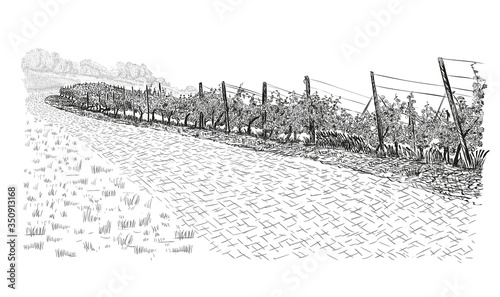 Landscape of vineyard beside of stone road. Vector illustration in sketch style isolated on white