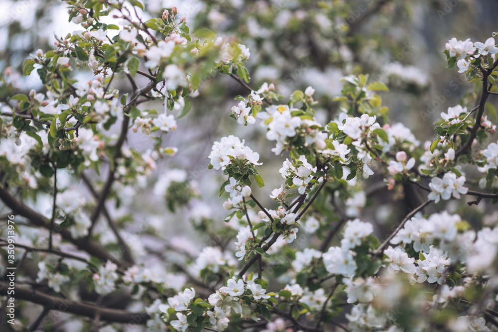 Apple tree in blooming, white flowers Apple tree in blooming, white flowers