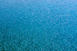 small fish flock top view above water
