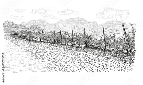 Landscape of vineyard with old town on horizon and clouds on the sky. Vector illustration in sketch style isolated on white