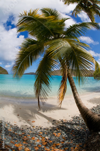 Fototapeta Naklejka Na Ścianę i Meble -  Palm trees on Maho Bay Beach in the Virgin Islands National Park on the caribbean island of St John in the US Virgin Islands