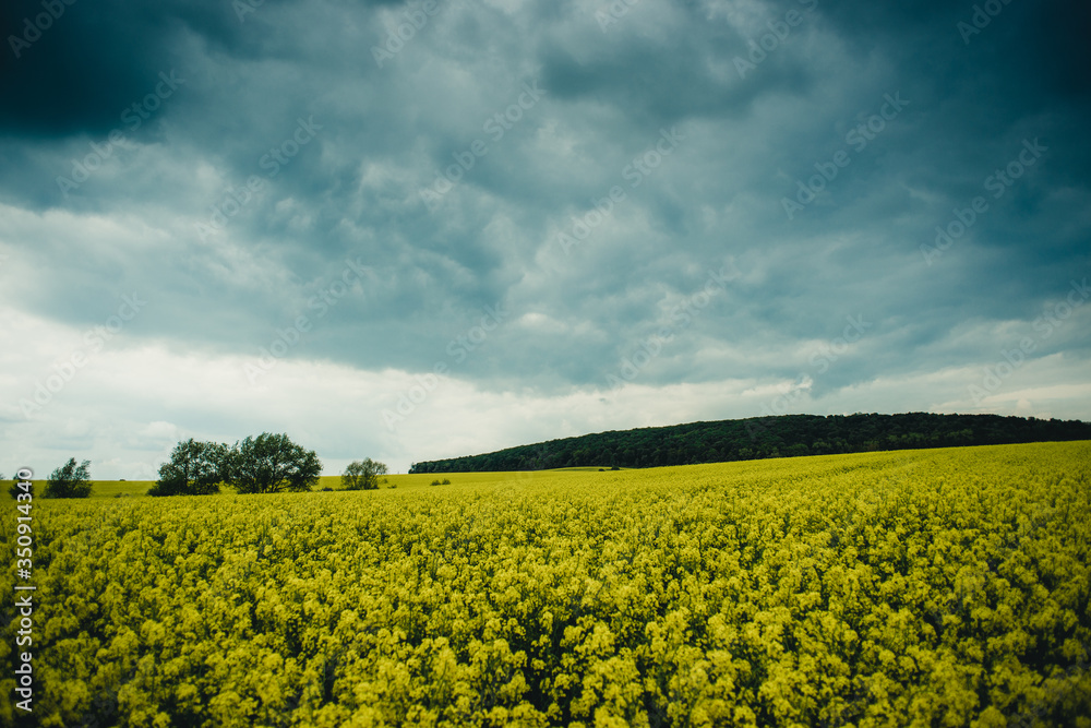 sky with dark clouds over a yellow field