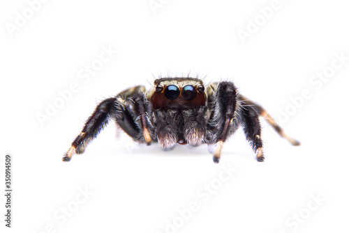 jumping spider isolated on white background.