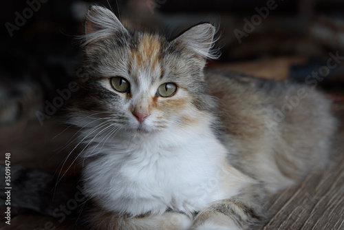 close up of a farm cat