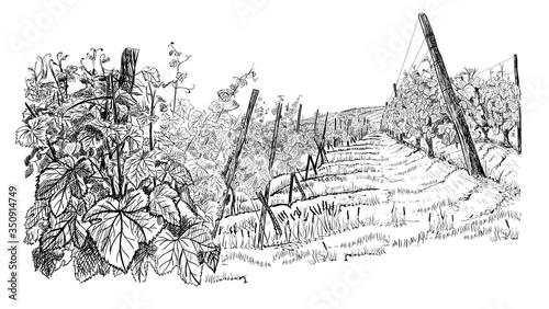 Fotografie, Obraz Landscape with of vineyard