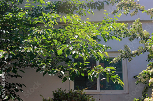 창밖 나무가지 잎