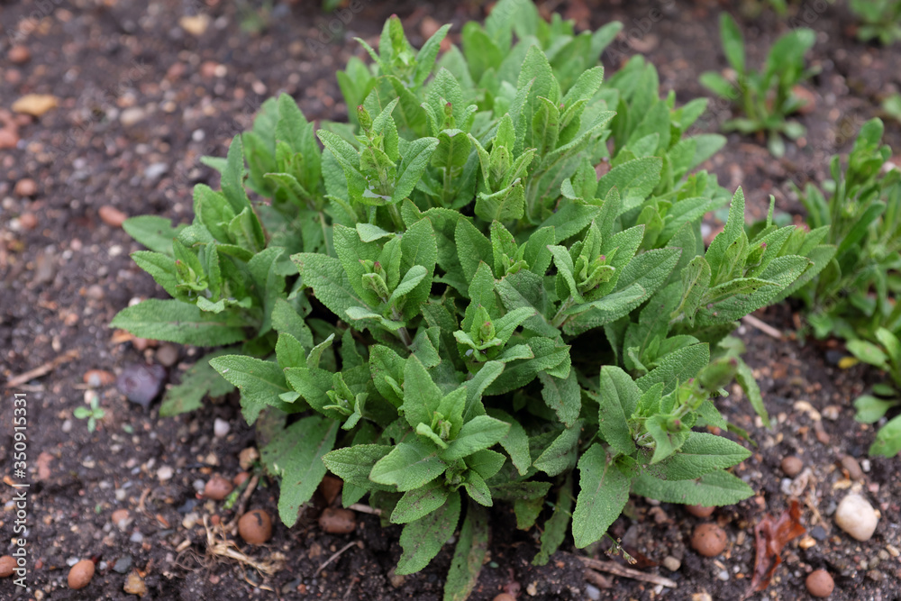 Salvia nemorosa (Ostfriesland), outdoor plants 2020 Salvia nemorosa (Ostfriesland), outdoor plants 2020