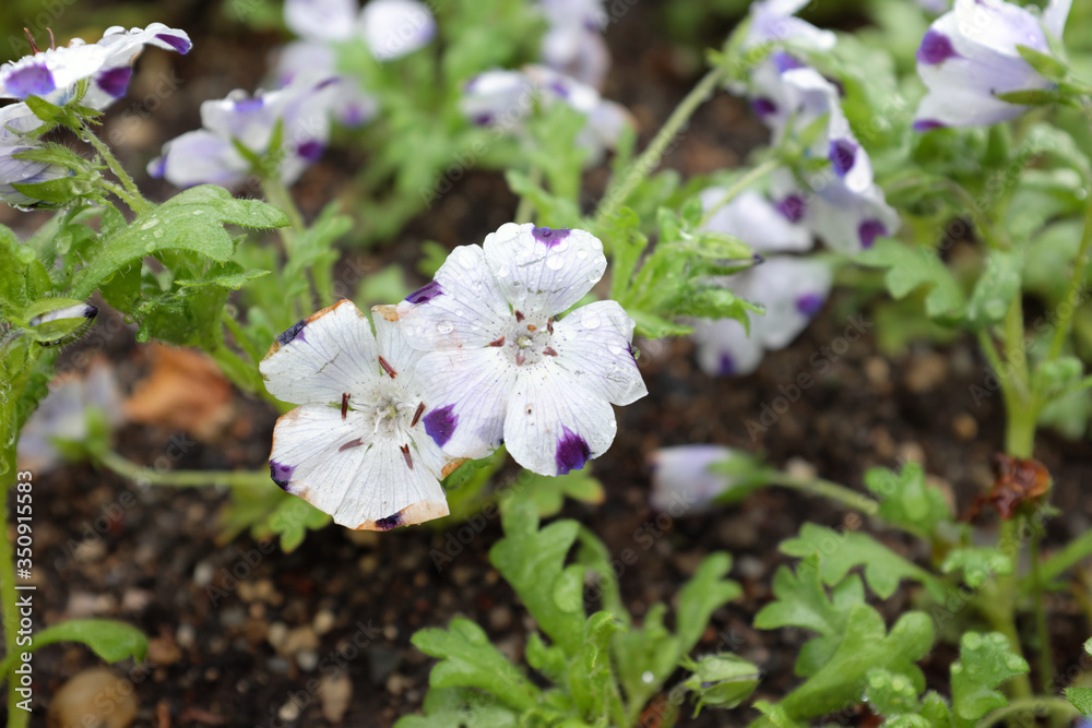 Nemophila maculata (Hydrophyllaceae), outdoor plants 2020 Nemophila maculata (Hydrophyllaceae), outdoor plants 2020