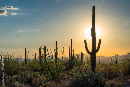 Saguaros at Sunset in Sonoran Desert near Phoenix, Arizona