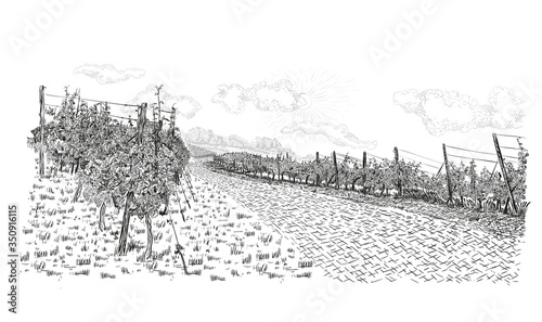 Vineyard landscape with plantation and clouds in the sky. Vector illustration in sketch style isolated on white background